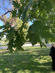 Quercus rubra