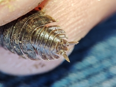 Porcellio dispar