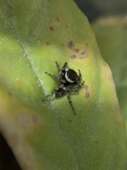 Hasarius adansoni