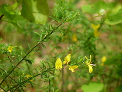 Genista pilosa