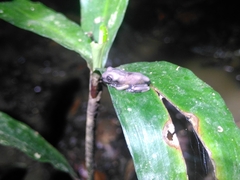 Boana diabolica
