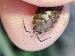 Porcellio dispar
