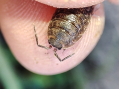 Porcellio dispar