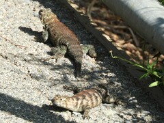 Sceloporus orcutti