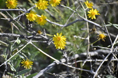 Thymophylla pentachaeta