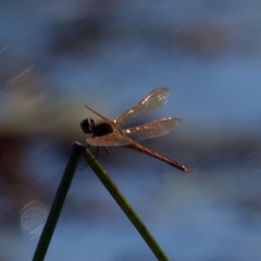 Libellula