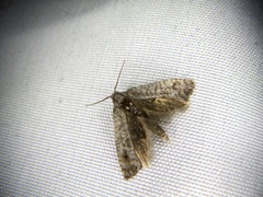 Micrerethista denticulata