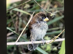 Amblyospiza albifrons