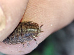 Porcellio dispar