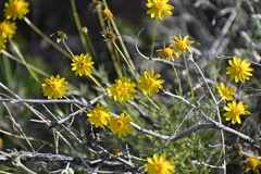 Thymophylla pentachaeta