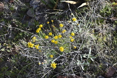 Thymophylla pentachaeta