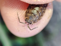 Porcellio dispar