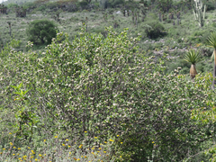 Pterostemon rotundifolius