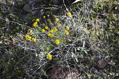 Thymophylla pentachaeta