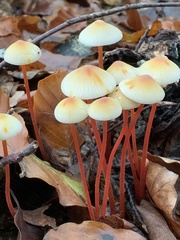 Mycena crocata