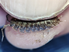 Porcellio dispar