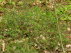 Genista pilosa