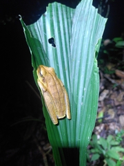 Boana multifasciata