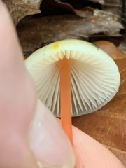 Mycena crocata