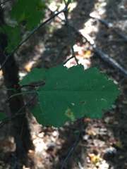 Crataegus mollis