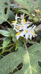 Solanum caricaefolium