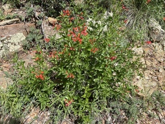 Bouvardia ternifolia