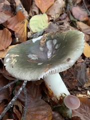 Russula virescens