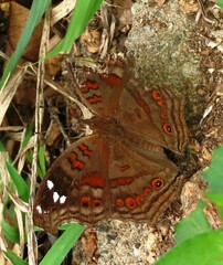 Junonia natalica