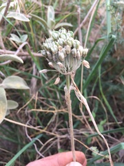 Allium chamaespathum