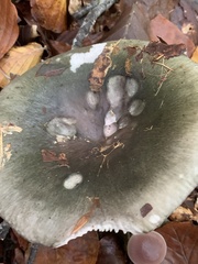 Russula virescens