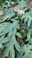 Solanum caricaefolium