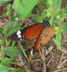 Danaus chrysippus orientis