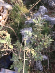 Allium chamaespathum