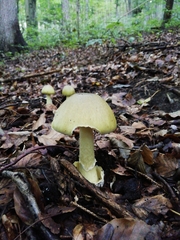 Amanita phalloides