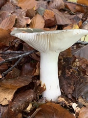 Russula virescens