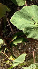 Proboscidea parviflora