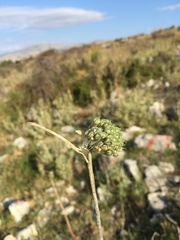 Allium chamaespathum