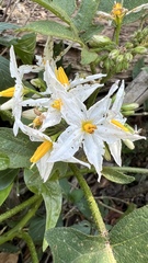 Solanum caricaefolium