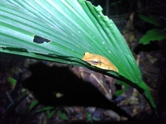 Boana multifasciata