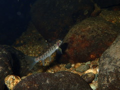Salmo salar