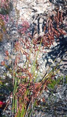 Thamnochortus lucens