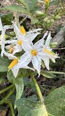 Solanum caricaefolium