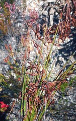 Thamnochortus lucens