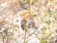 Castilleja