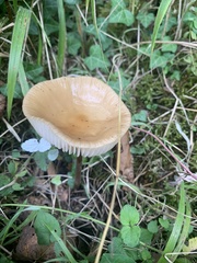 Fungi