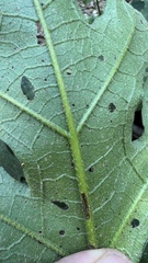 Solanum caricaefolium