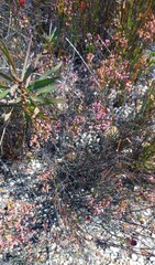 Thamnochortus lucens