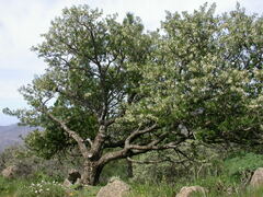 Chamaecytisus prolifer image