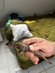 Agama picticauda