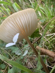 Fungi